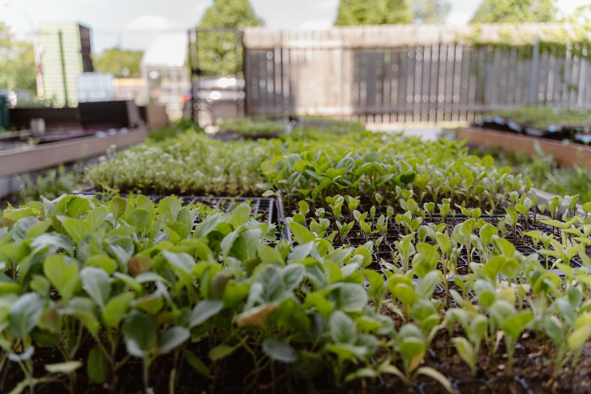 Integrating social protection and agriculture to improve diets