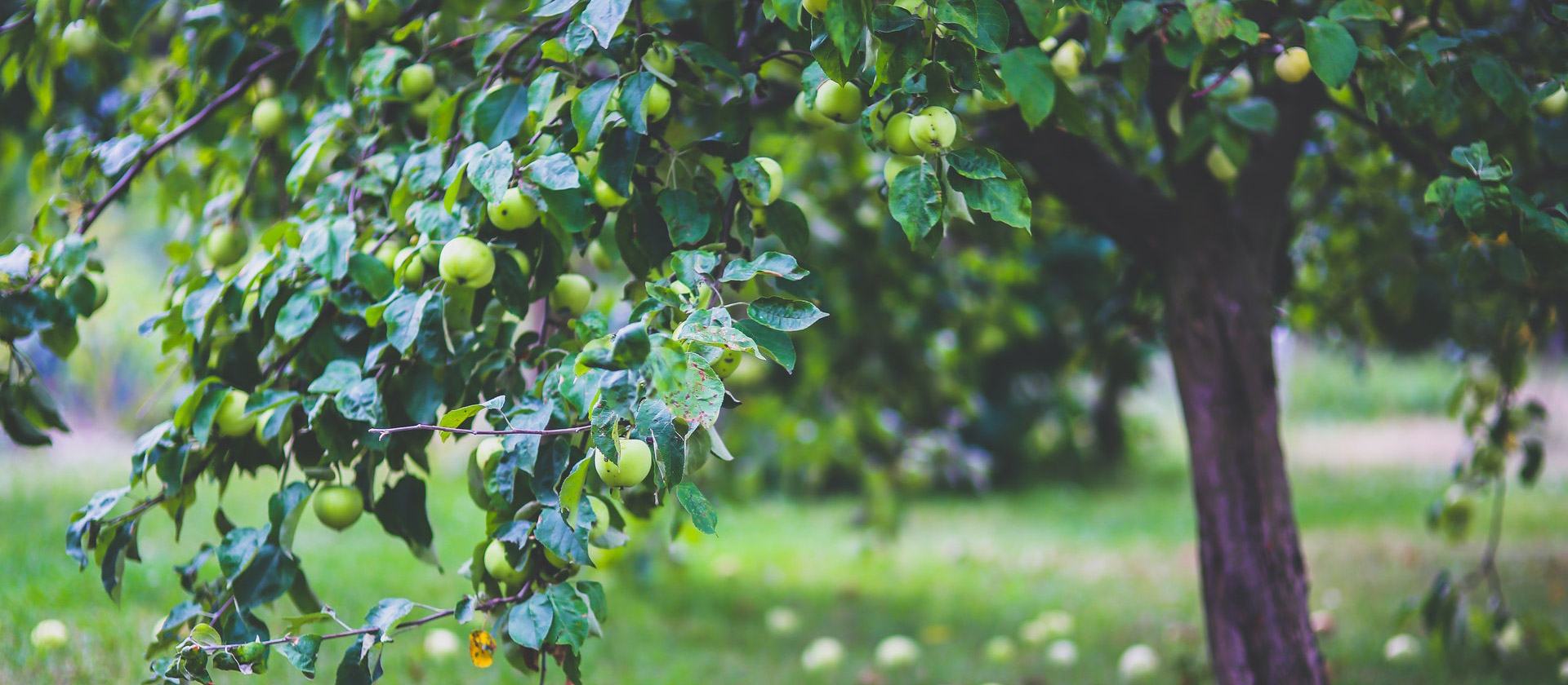 Healthy Organic Fruits Food